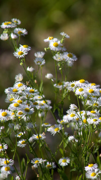 Oryginalny obrazek