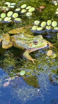 Oryginalny obrazek