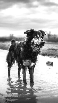 Szary + Sepia