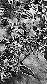 Skamielina