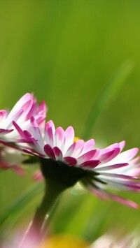 Oryginalny obrazek