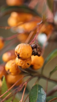 Oryginalny obrazek
