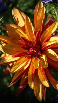 Oryginalny obrazek