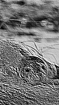 Skamielina
