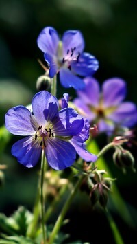 Oryginalny obrazek