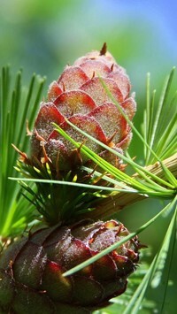 Oryginalny obrazek