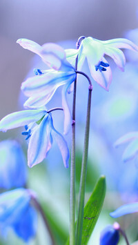 Oryginalny obrazek