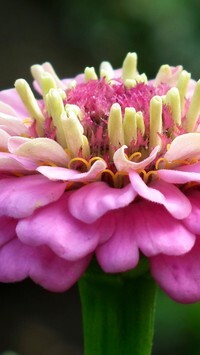 Oryginalny obrazek