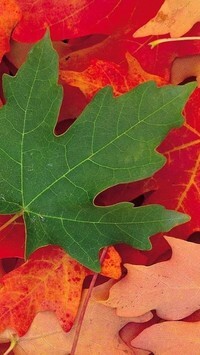 Oryginalny obrazek
