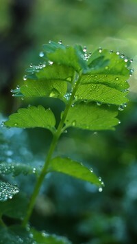 Oryginalny obrazek