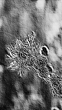 Skamielina