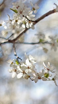 Oryginalny obrazek