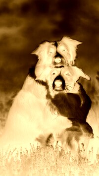 Sepia + Negatyw