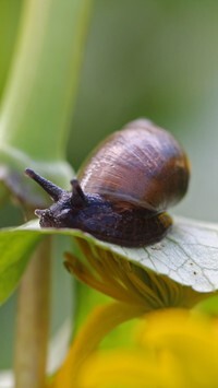 Oryginalny obrazek
