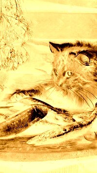 Sepia + Negatyw