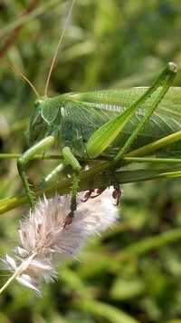 Oryginalny obrazek