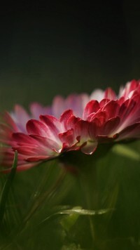 Oryginalny obrazek