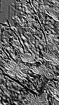 Skamielina