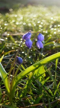 Oryginalny obrazek
