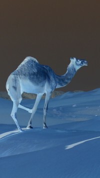 Negatyw