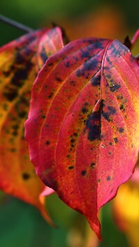 Oryginalny obrazek