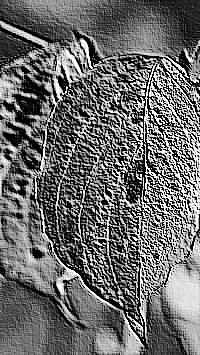 Skamielina