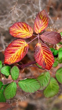 Oryginalny obrazek