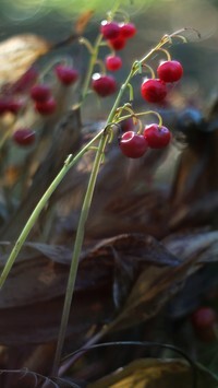 Oryginalny obrazek