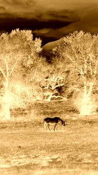 Sepia + Negatyw