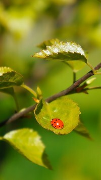 Oryginalny obrazek