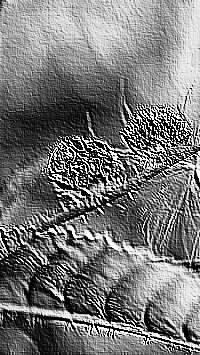 Skamielina