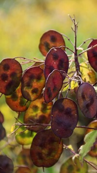 Oryginalny obrazek