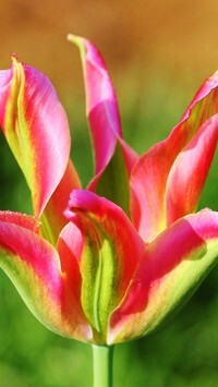 Oryginalny obrazek