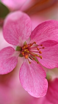 Oryginalny obrazek