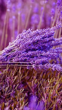 Oryginalny obrazek