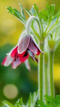 Oryginalny obrazek
