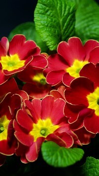 Oryginalny obrazek