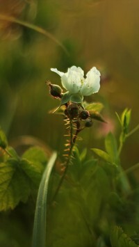 Oryginalny obrazek