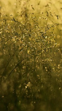 Oryginalny obrazek