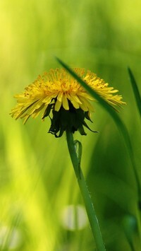 Oryginalny obrazek