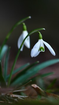 Oryginalny obrazek