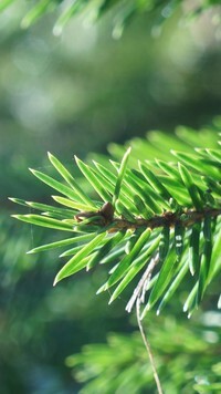 Oryginalny obrazek