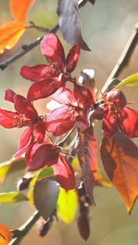 Oryginalny obrazek