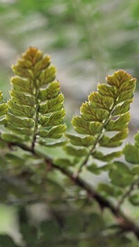 Oryginalny obrazek