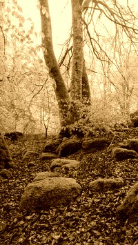 Sepia