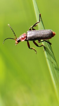 Oryginalny obrazek