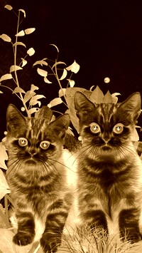 Sepia + Negatyw