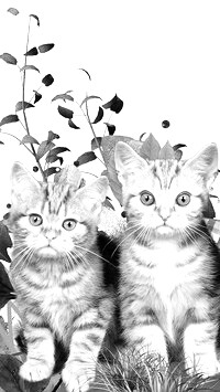 Szary + Sepia