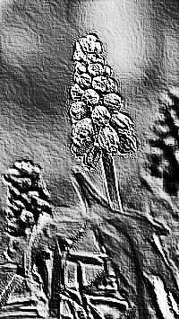Skamielina