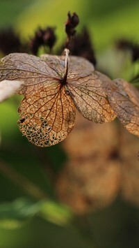 Oryginalny obrazek